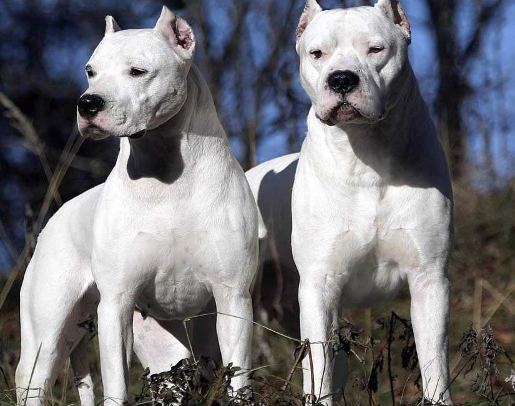 Dogo Argentino Nasıl Eğitilir?