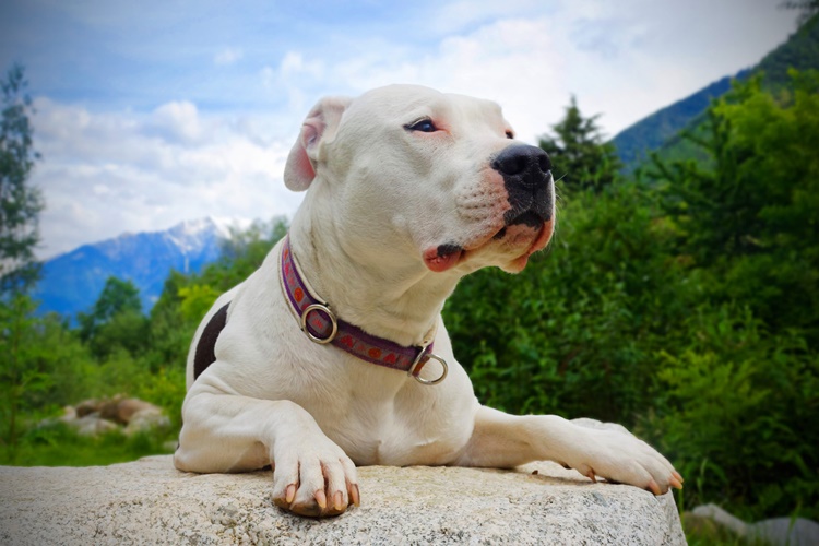Dogo Argentino Soğuğa Dayanıklı Mıdır?