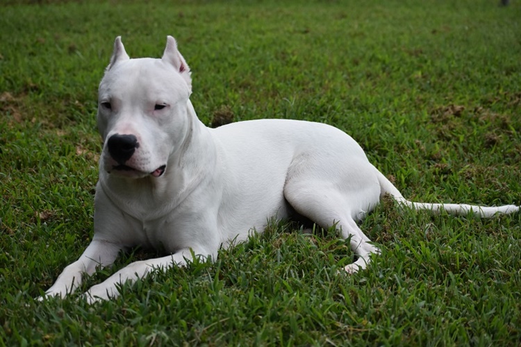 Dogo Argentino Tüy Döker Mi?
