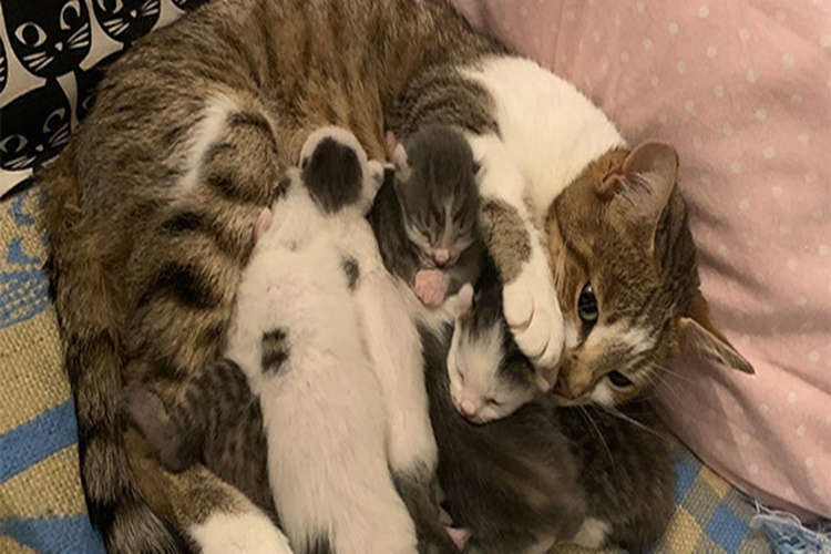 Doğum Yapan Kedi Neden Titrer?