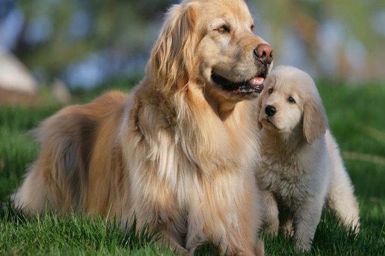 Doğum Yapan Köpek Ne Zaman Kısırlaştırılır?