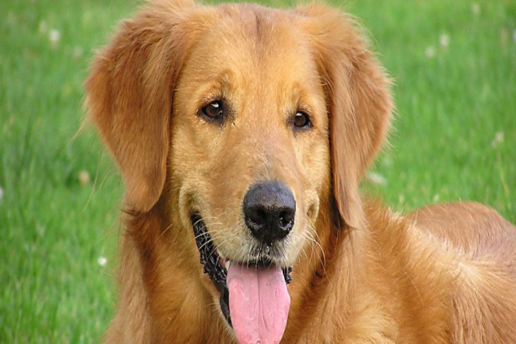 Doğum Yapan Köpek Ne Zaman Kızana Gelir?