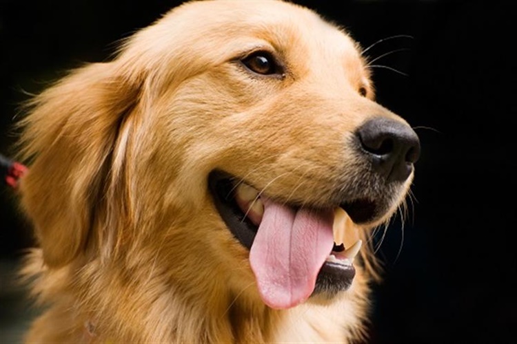 Doğum Yapan Köpek Neden Yemek Yemiyor?
