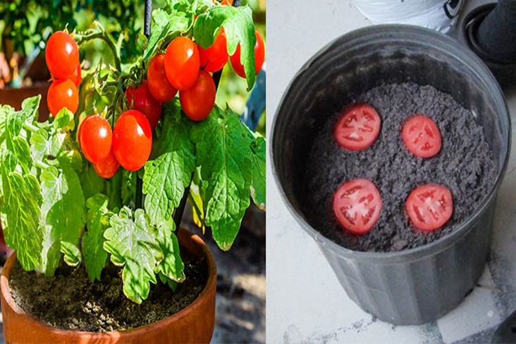 Domates Fidesi Yetiştirme Süresi Nedir?