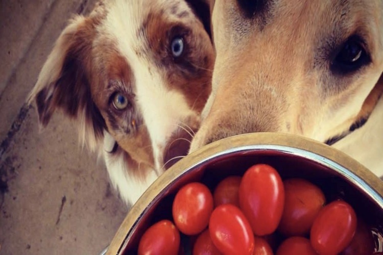 Domates Köpeklere Zararlı Mı?