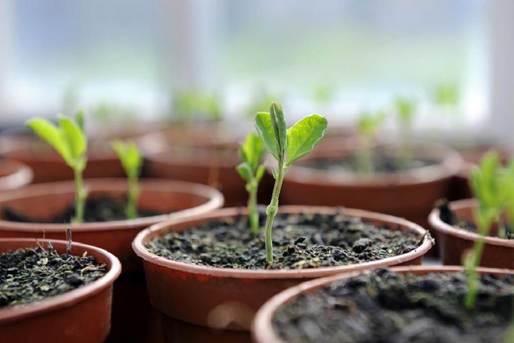 Domatese Koyun Gübresi Ne Zaman Atılır?