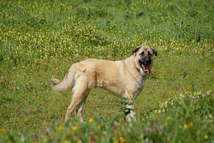 Domuz Eti Köpeklere Zararlı Mı?