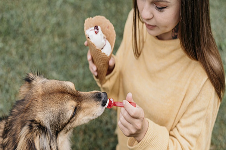 Dondurma Köpeklere Zararlı Mı?