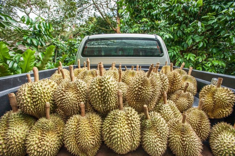 Durian Meyvesi Türkiye'de Yetişir Mi?