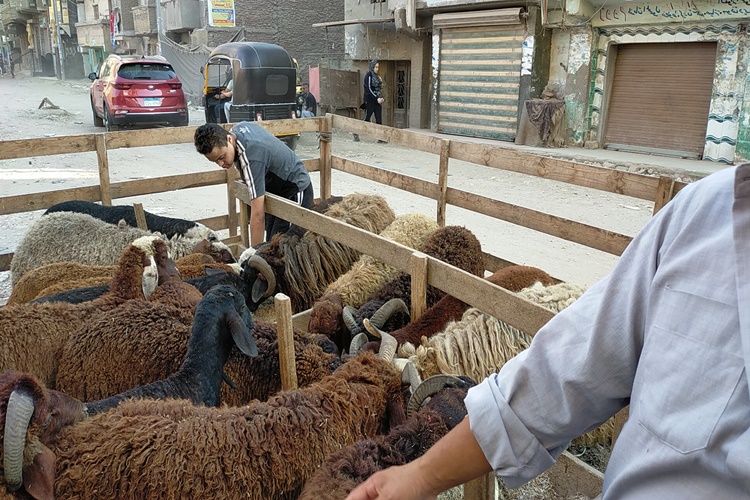 Durumu İyi Olana Kurban Eti Verilir Mi?