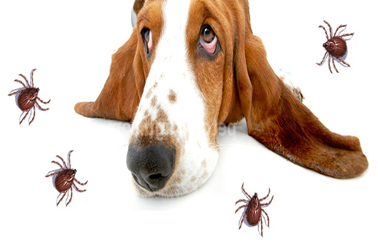 Ehrlichia Canis İnsana Bulaşır Mı?