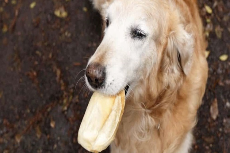 Ekmek Köpeklere Zararlı Mı?