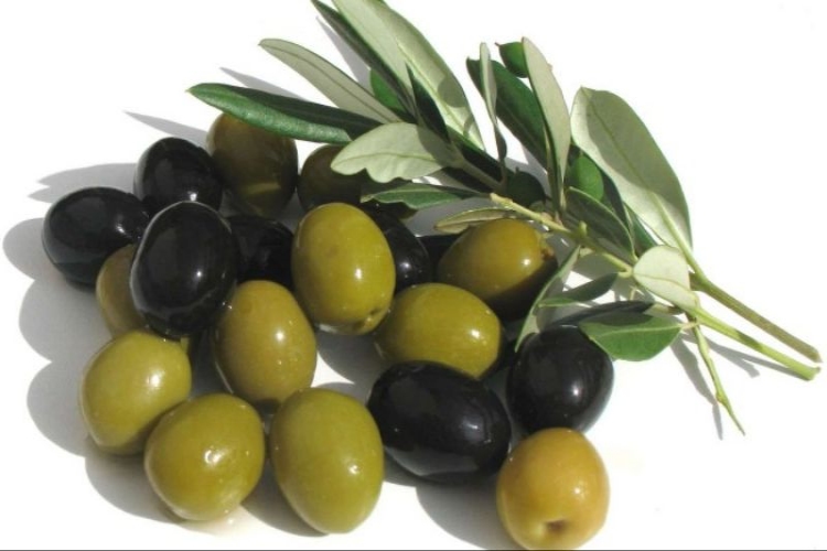 Elle Zeytin Nasıl Toplanır?
