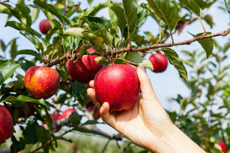 Elma Hasadı Hangi Ayda Yapılır?