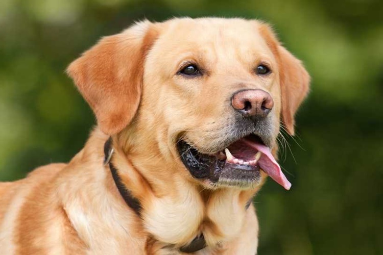 Elma Köpeklere Zararlı Mı?