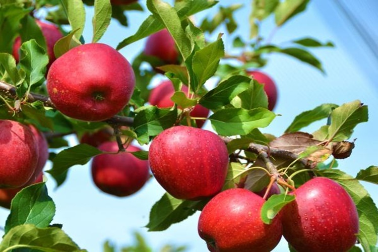 Elma Nerede Meşhur?