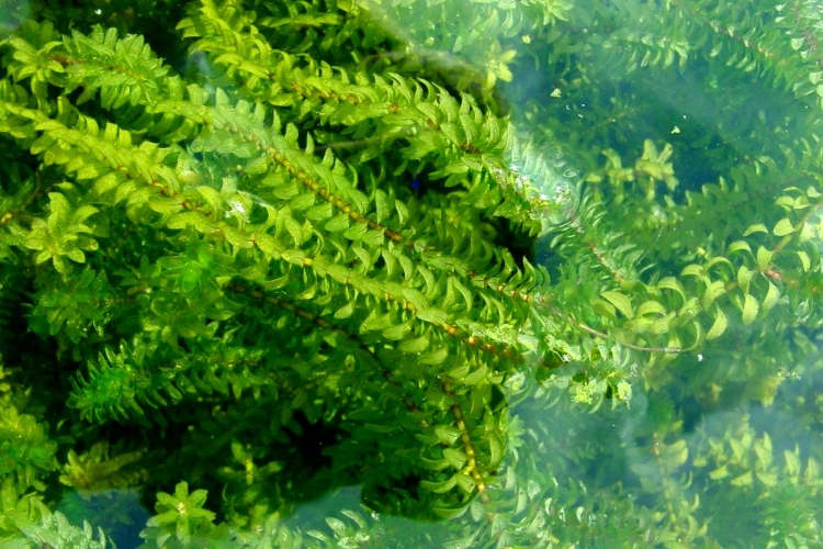 Elodea Ne Zaman Budanır?