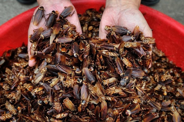 En Etkili Hamam Böceği İlacı Hangisi?