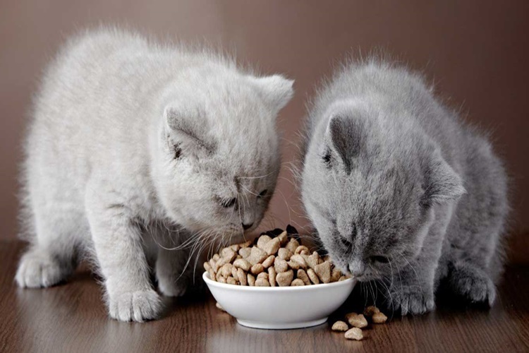 En İyi Kedi Mamaları Hangileridir?