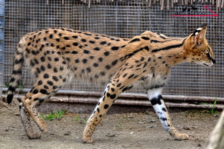 En Pahalı Kedi Fiyatı 2023 Ne Kadar?