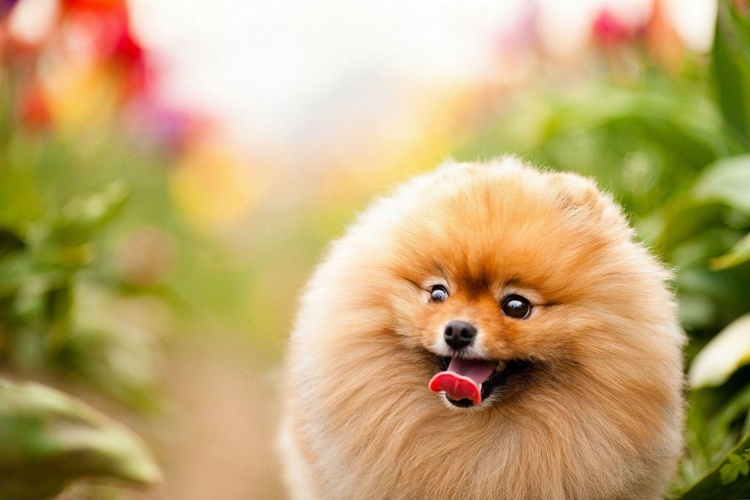 En Pahalı Köpek Fiyatı 2023 Ne Kadar?