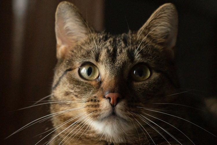 En Ucuz Kedi Fiyatı 2023 Ne Kadar?