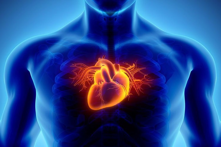 Endokardit Nedir G ncel Oku Endokardit Nedir G ncel Oku