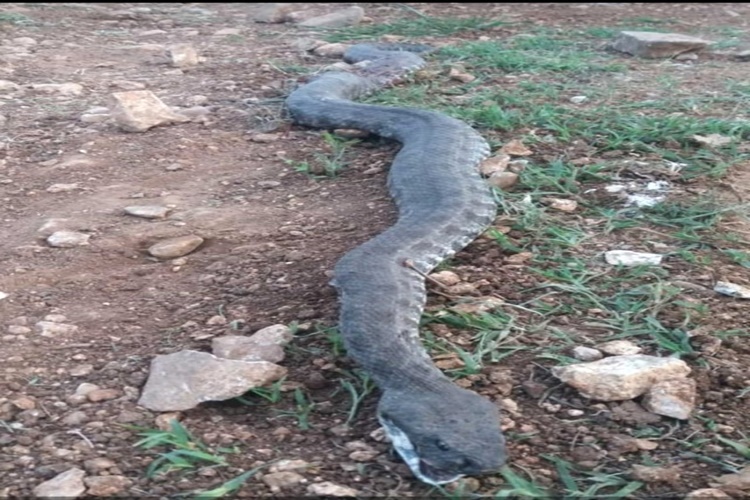 Engerek Yılanı Zehirli Mi?