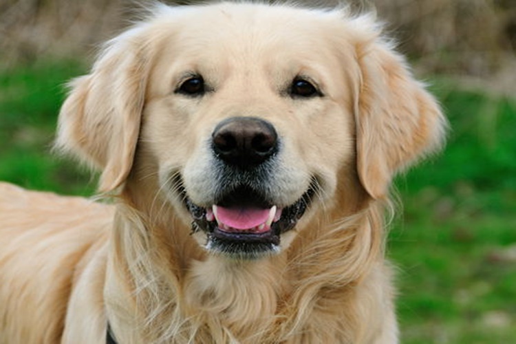 Enginar Köpeklere Zararlı Mı?