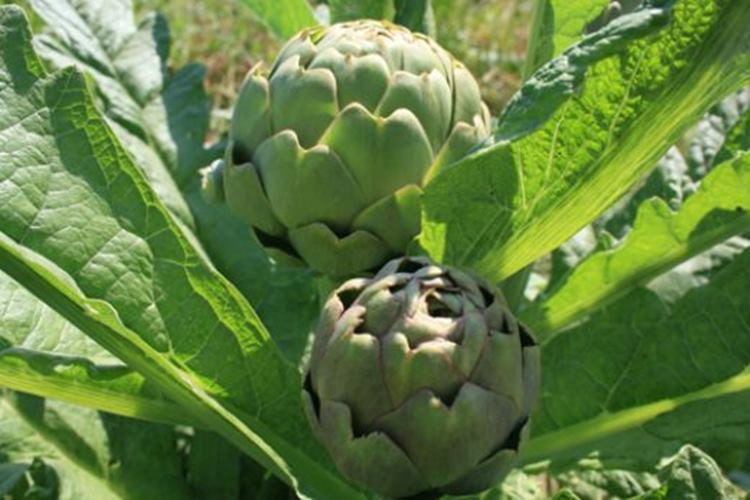 Dondurucudan Cikan Tavuk Hemen Pisirilir Mi Guncel Oku Dondurucudan Cikan Tavuk Hemen Pisirilir Mi Guncel Oku