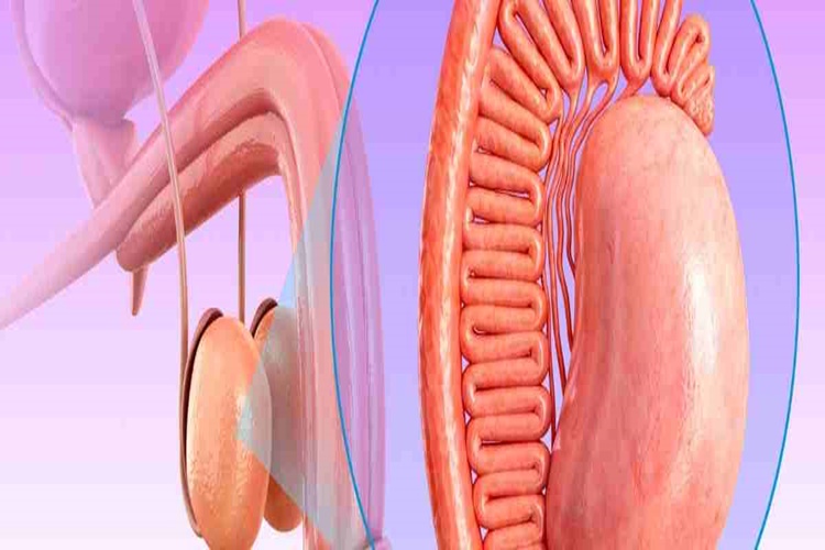 Epididimit Cinsel Yolla Bulaşır Mı?