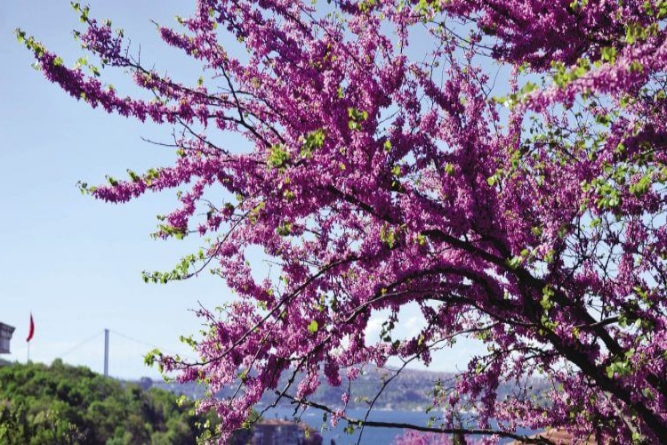 Erguvan Kaç Dereceye Dayanır?