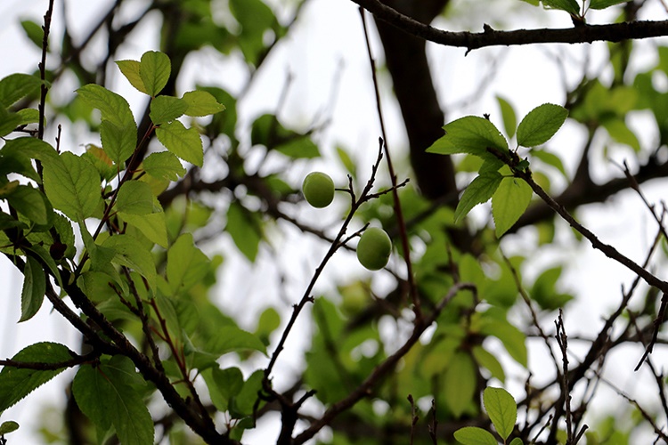 Erik Ağacı Bakımı Nasıl Yapılır?