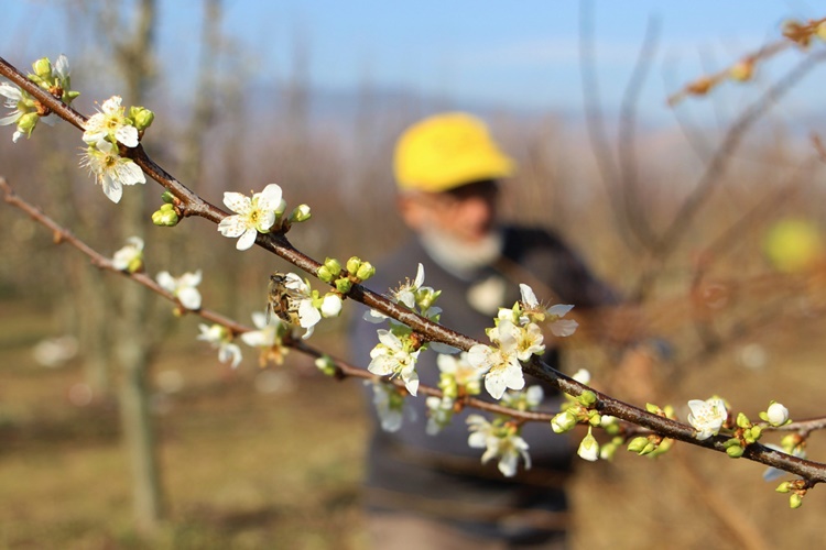 Erik Ağacı Nasıl Budanır?