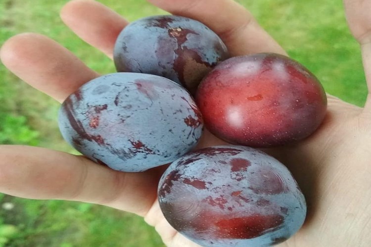 Erik İdrar Söktürür Mü?