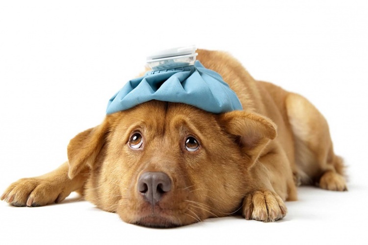 Et Bulyon Köpeklere Zararlı Mı?