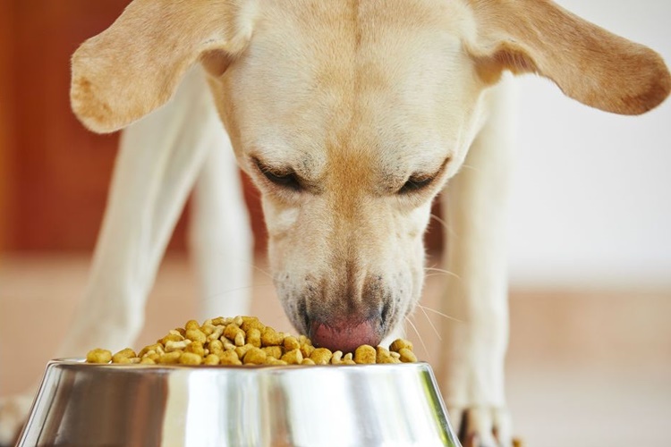 Ev Yapımı Köpek Maması Kullanılmaması Gereken Malzemeler Nelerdir?