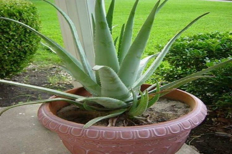 Evde Aloe Vera Nasıl Yetişir?