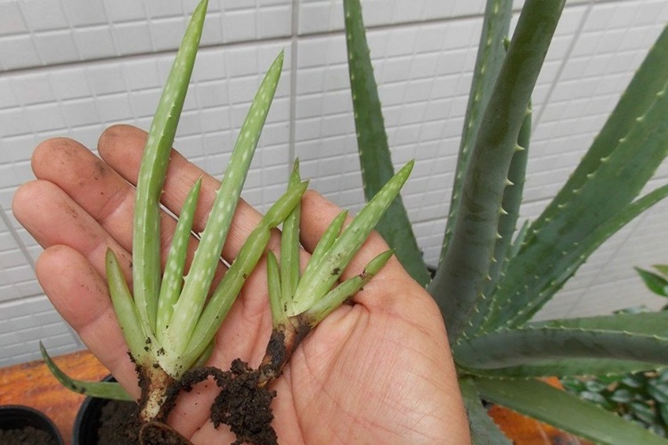 Evde Aloe Vera Yetiştirmenin Faydaları Nelerdir?