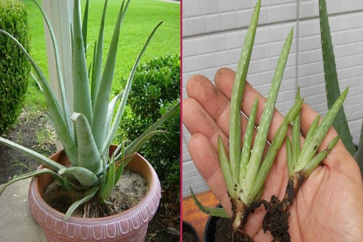 Evde Aloe Vera Yetiştirmenin Zararları Nelerdir?