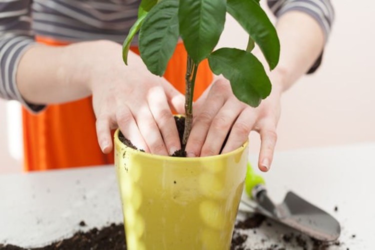 Evde Bitki Nasıl Yetiştirilir?