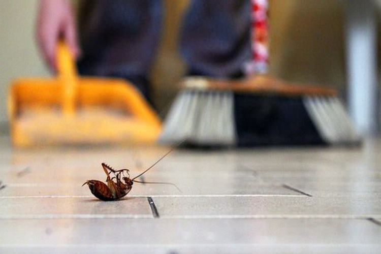 Evde Böcek Kovma Yöntemleri Nelerdir?
