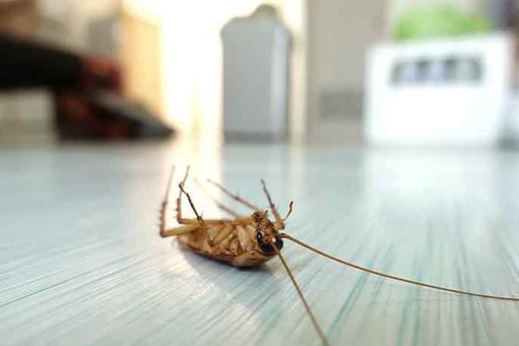 Evde Böcek Öldürmek Günah Mı? - Güncel Oku