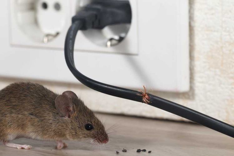 evde fare oldugunu nasil anlariz guncel oku