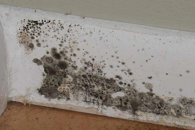 Evde Küf Sorunu Nasıl Çözülür?