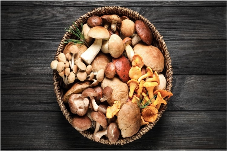 Evde Kültür Mantarı Tohumu Nasıl Yapılır?