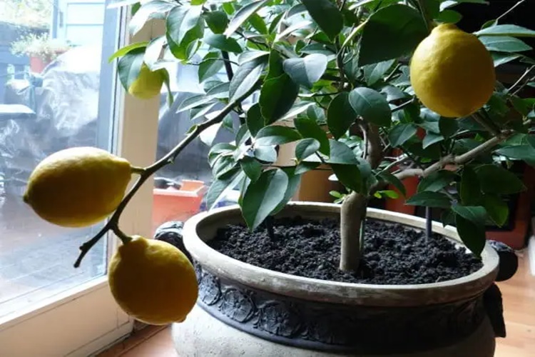 Evde Limon Ağacı Bakımı Nasıl Yapılır?