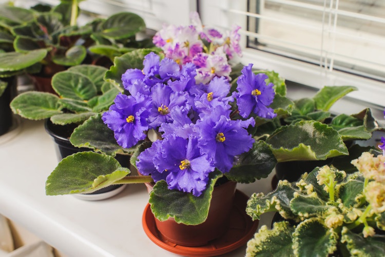 Evde Menekşe Çoğaltma Nasıl Yapılır?