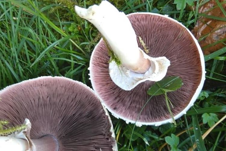 Evlek Mantarı Ne Zaman Çıkar? 