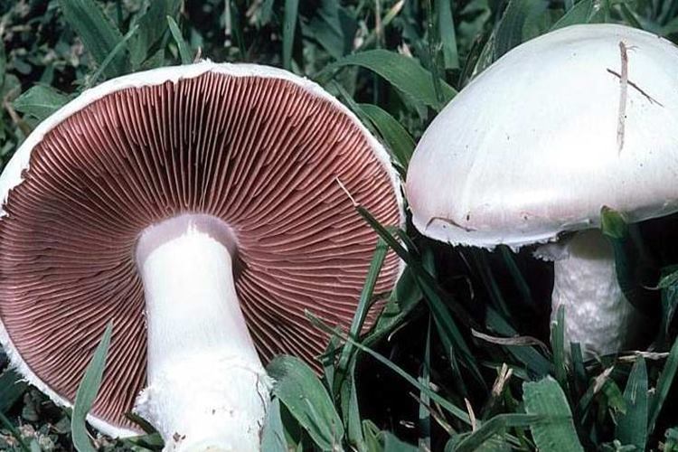 Evlek Mantarı Nedir?